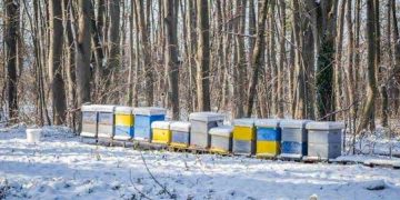 Kako zaštititi pčele zimi: savjeti za zdrava društva