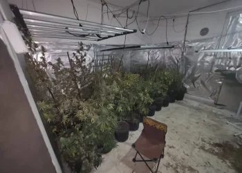 Velika akcija MUP-a KS: U tri laboratorije pronađene stotine stabljika marihuane, jedna osoba uhapšena