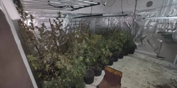 Velika akcija MUP-a KS: U tri laboratorije pronađene stotine stabljika marihuane, jedna osoba uhapšena
