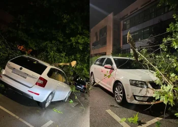 drvo palo na automobil Tuzla