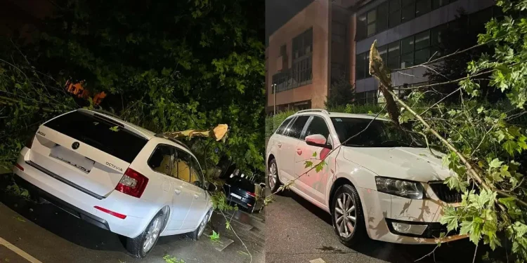 drvo palo na automobil Tuzla