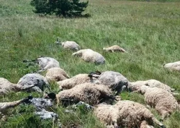 Teške posljedice nevremena kod Kupresa: Udar groma usmrtio stado ovaca