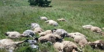 Teške posljedice nevremena kod Kupresa: Udar groma usmrtio stado ovaca