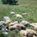 Teške posljedice nevremena kod Kupresa: Udar groma usmrtio stado ovaca