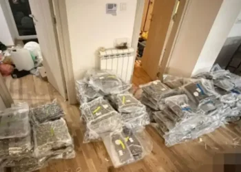 Velika zapljena droge u Srbiji: U stanu pronađeno 180 kilograma marihuane i 18 kilograma kokaina